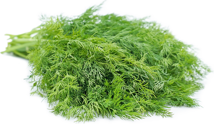 Dill 