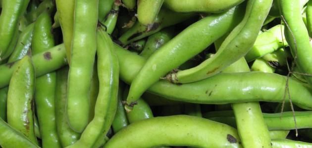 Fava Beans