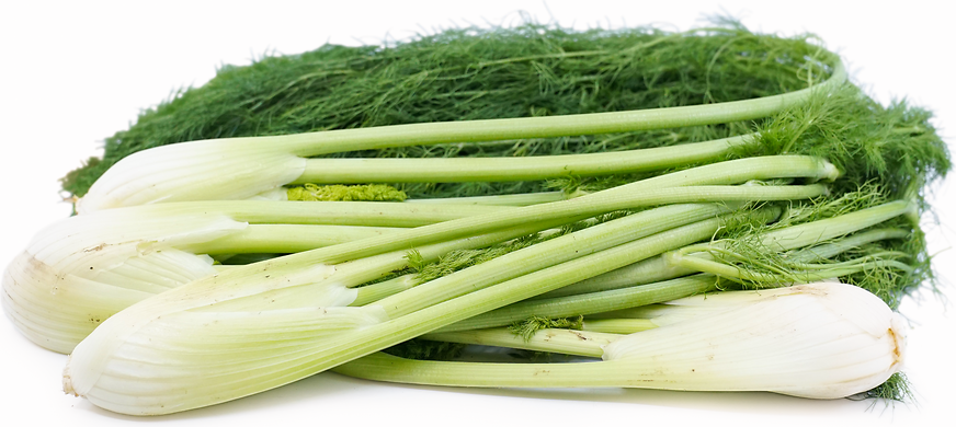 Fennel  - Image 1