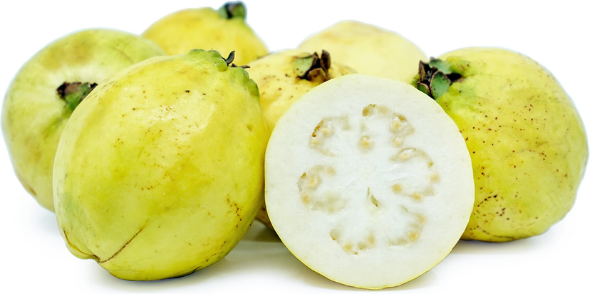 Guava 