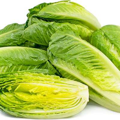 Lettuce Romain