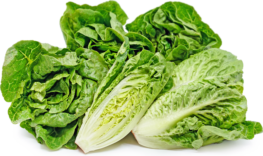 Lettuce Succrine Baby Gem - Image 1