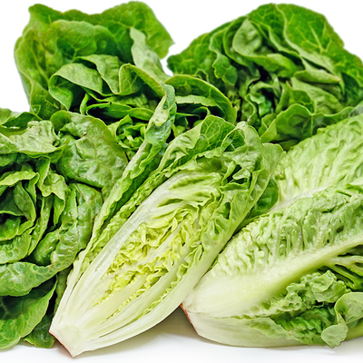 Lettuce Succrine Baby Gem