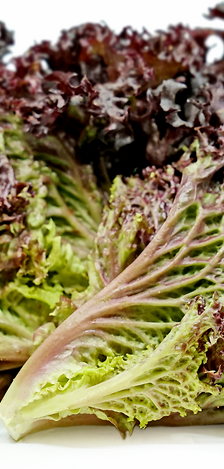 خس لولا روسا