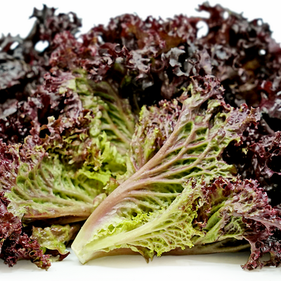 Lettuce Lola Rossa/Verde