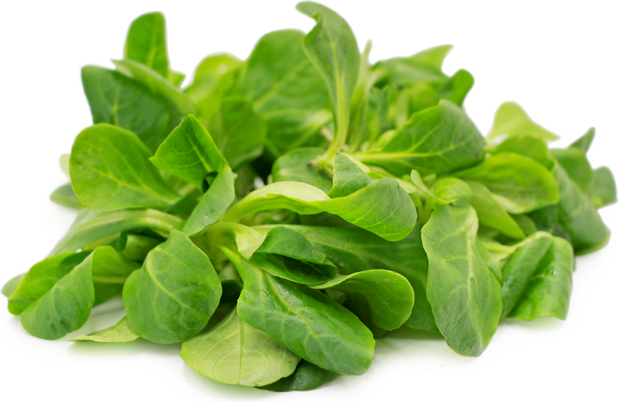 Mache Bakli - Image 1