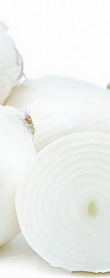 بصل أبيض