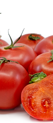 بندورة زهرية