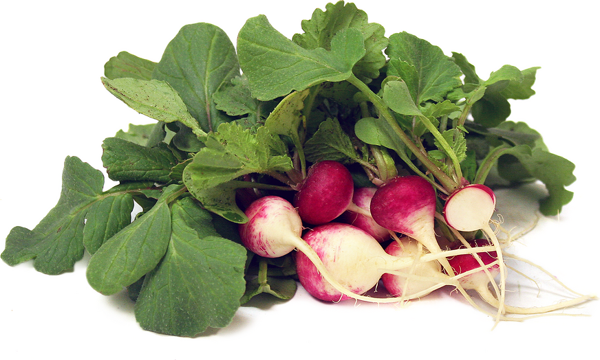 Radish 