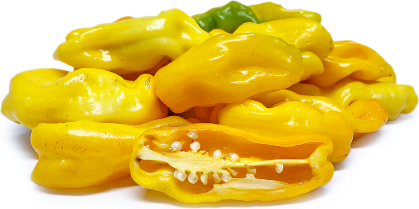 Pepper Bell Yellow