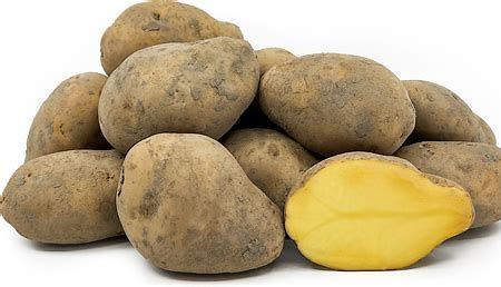 بطاطا أغريا