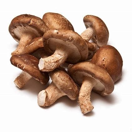 Mushroom Shiitake