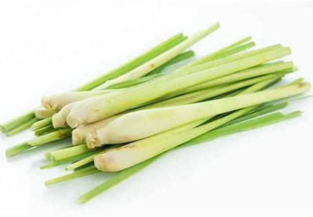 Lemon Grass