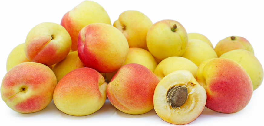 Apricot