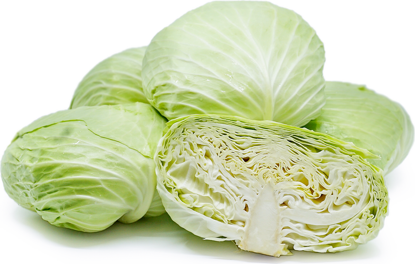 Cabbage 