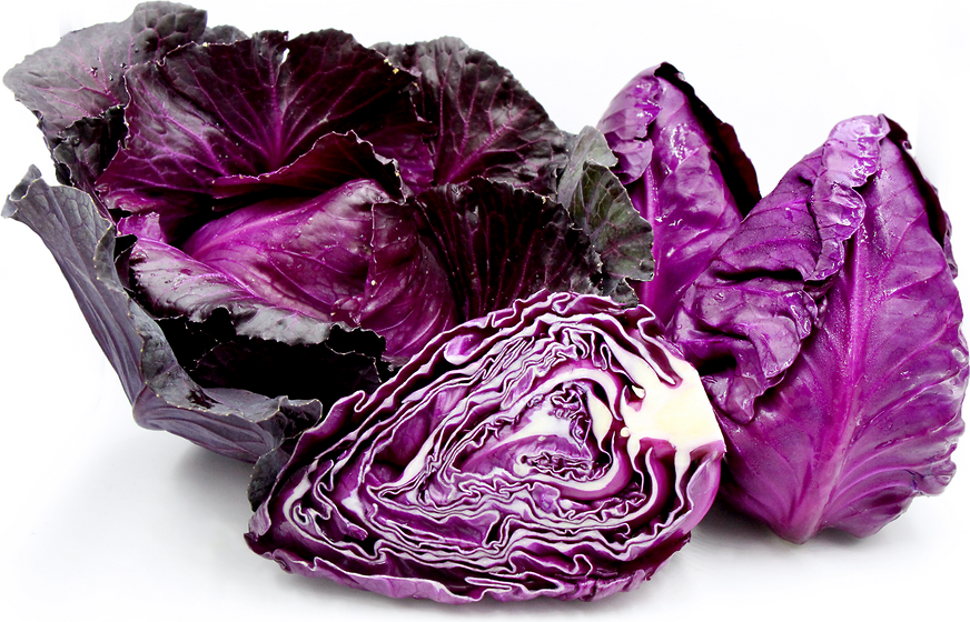 Cabbage Red