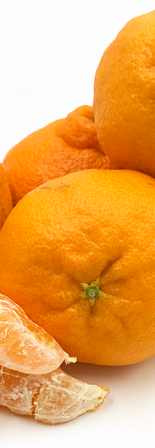 كلمنتين بلا بزر