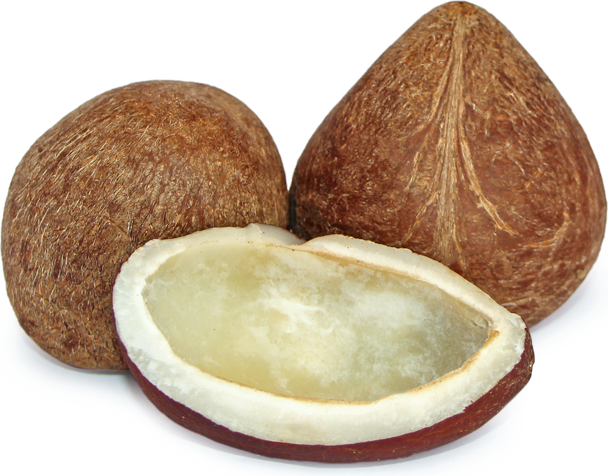 Coconut